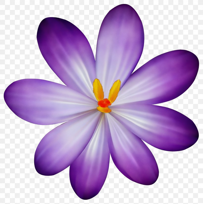 Purple Watercolor Flower, PNG, 1592x1600px, Watercolor, Closeup, Crocus, Flower, Herbaceous Plant Download Free