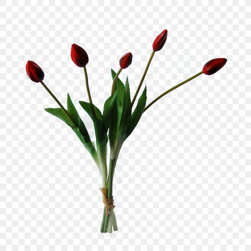 Flowers Background, PNG, 1700x1700px, Tulip, Artificial Flower, Botany, Bud, Coquelicot Download Free