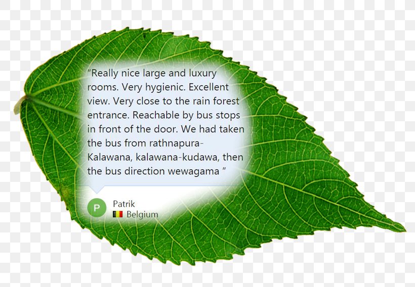 Leaf, PNG, 800x568px, Leaf, Plant Download Free