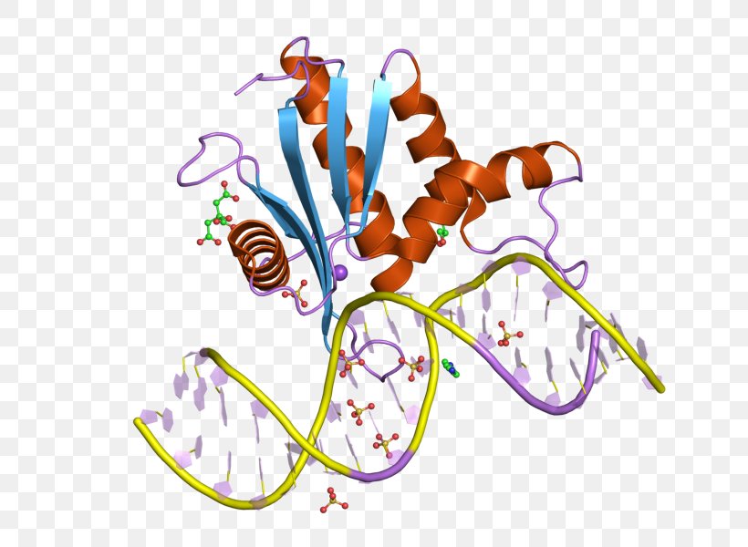 Ribonuclease H RNASEH1 Endonuclease Enzyme, PNG, 800x600px, Watercolor, Cartoon, Flower, Frame, Heart Download Free