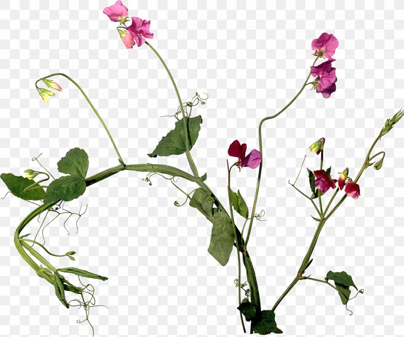 Cut Flowers Plant Stem Sweet Pea, PNG, 1200x1002px, Flower, Annual Plant, Branch, Cut Flowers, Flora Download Free
