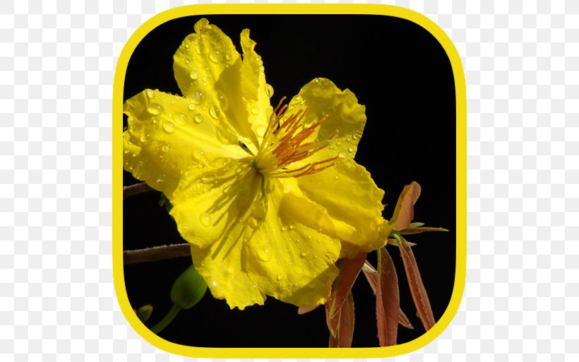 Ochna Integerrima Lunar New Year Nộm Desktop Wallpaper, PNG, 512x512px, Ochna Integerrima, Android, Evening Primrose, Flower, Flowering Plant Download Free