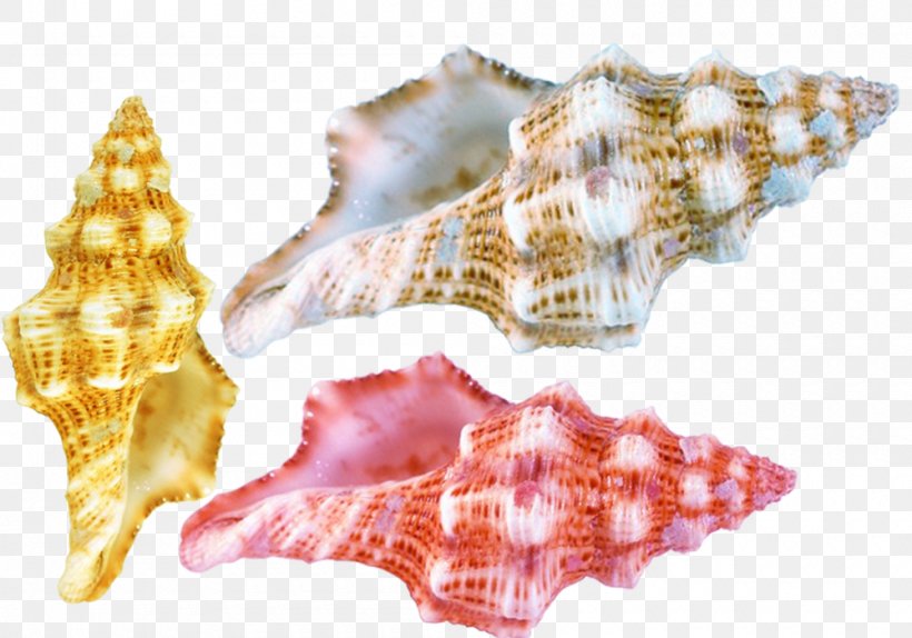 Seashell Conchology Sea Snail, PNG, 1000x700px, Seashell, Conch, Conchology, Google Images, Invertebrate Download Free