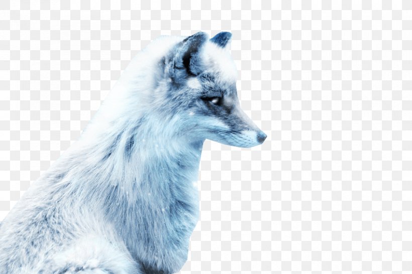 Arctic Fox Silver Fox Red Fox, PNG, 850x567px, Arctic Fox, Animal, Arctic, Dog, Dog Like Mammal Download Free