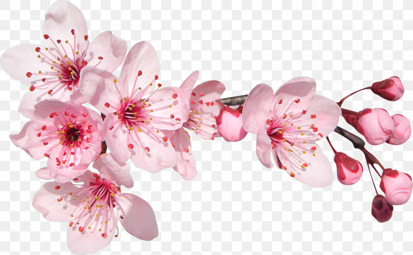 Cherry Blossom, PNG, 1497x926px, Flower, Blossom, Branch, Cherry Blossom, Petal Download Free