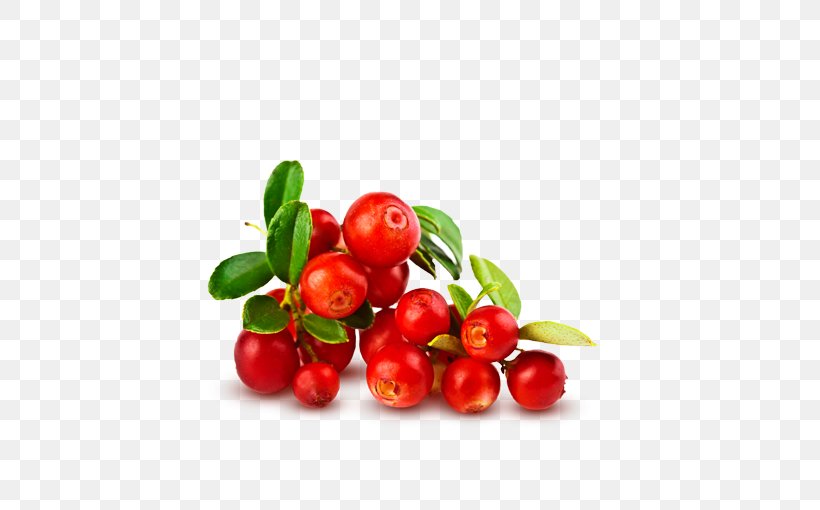 Cranberry Food Fruit Vaccinium Macrocarpon Cream, PNG, 510x510px, Cranberry, Acerola, Acerola Family, Antiaging Cream, Berry Download Free