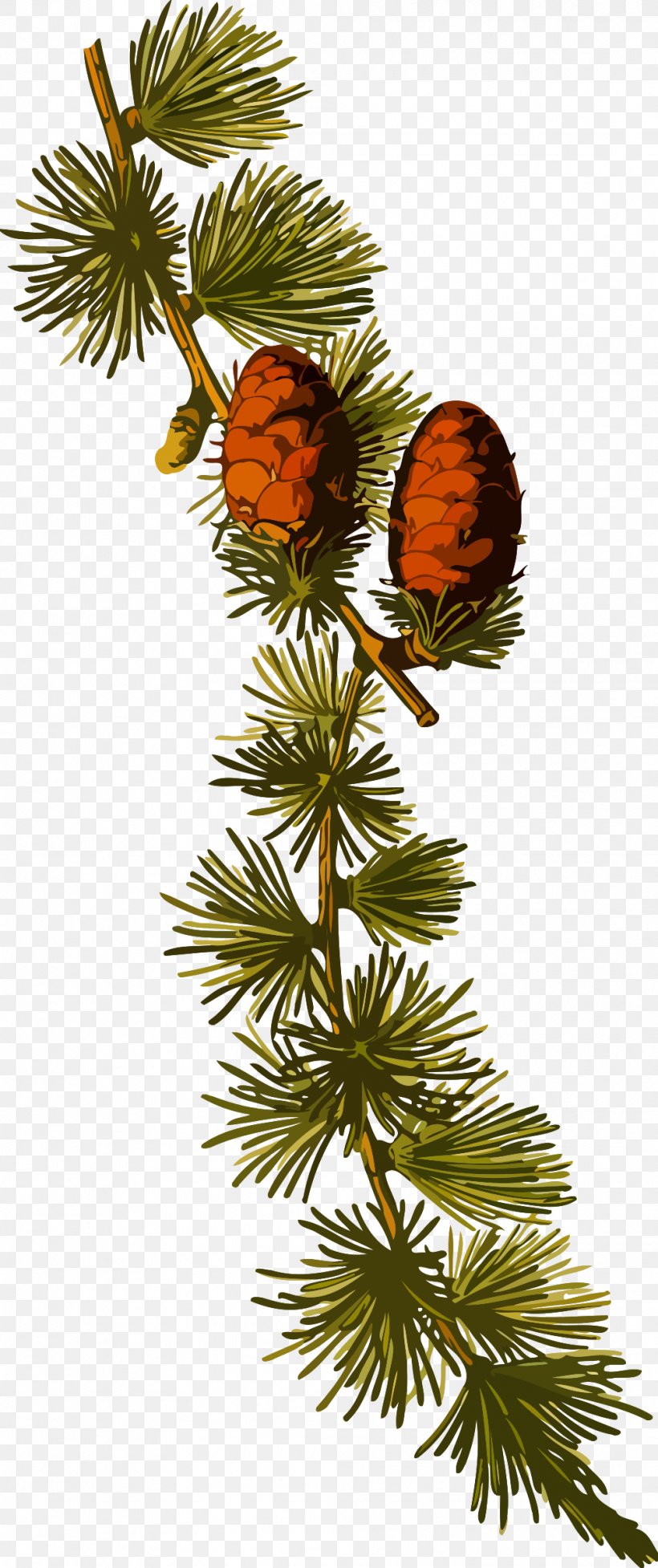 Köhler's Medicinal Plants Botanical Illustration Botany Alpinis Maumedis Larix Sibirica, PNG, 1007x2400px, Botanical Illustration, Botany, Branch, Christmas Decoration, Christmas Ornament Download Free