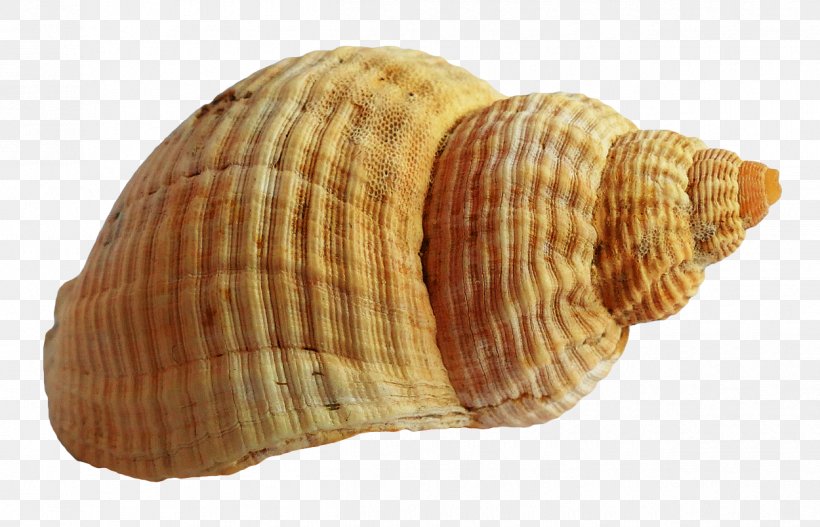 Seashell Cockle, PNG, 1250x804px, Seashells Resort At Suncrest, Animal Product, Clam, Clams Oysters Mussels And Scallops, Cockle Download Free