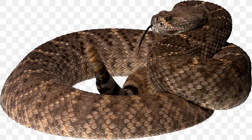 Snake Reptile King Cobra, PNG, 2263x1262px, Snake, Boa Constrictor, Boas, Cobra, Colubridae Download Free