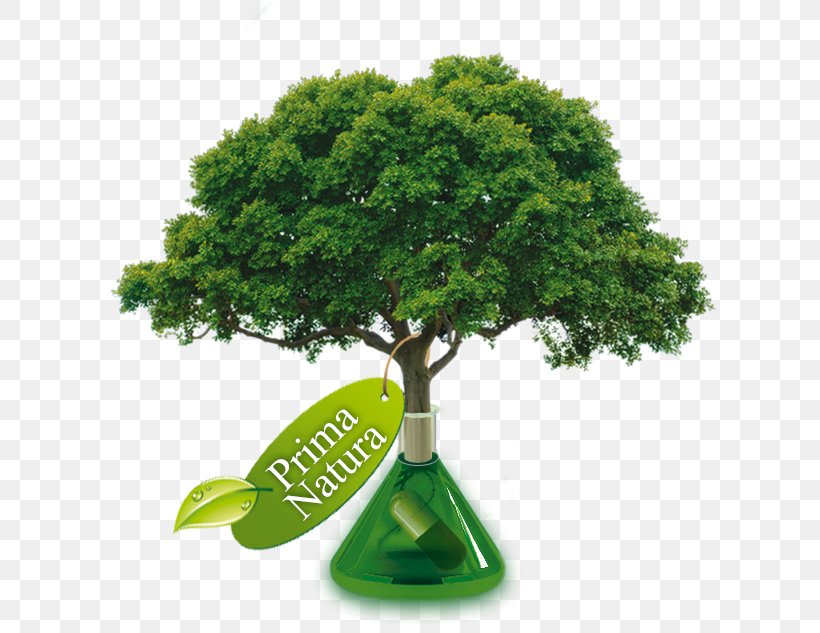 Transpiration Arbor Day Foundation Tree Manipal College Of Dental Sciences, Manipal Paper, PNG, 740x633px, Transpiration, Arbor Day, Arbor Day Foundation, Arborist, Bonsai Download Free