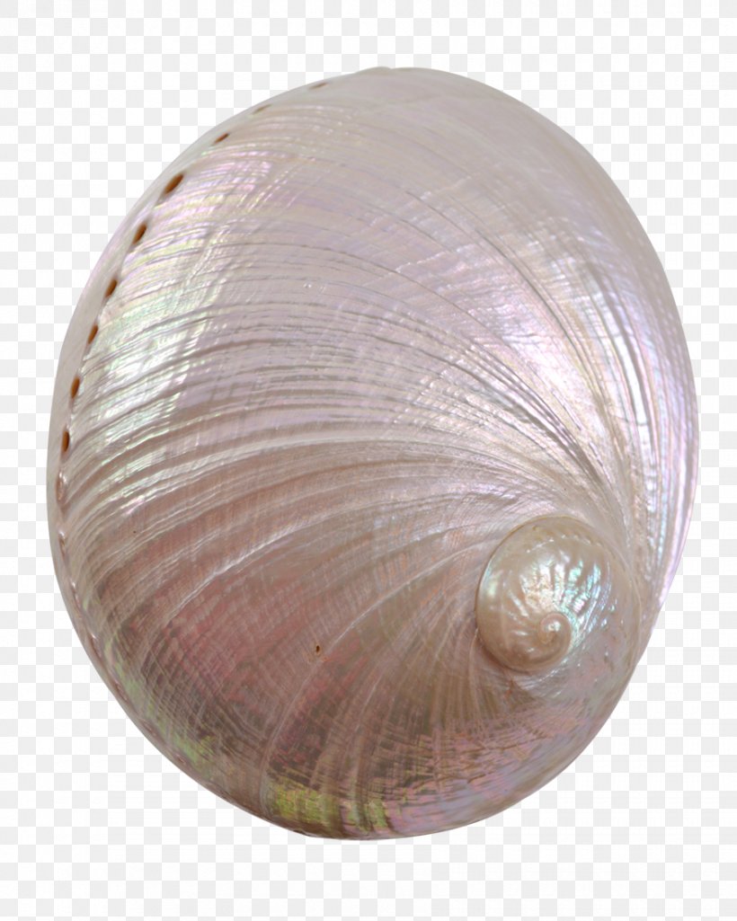 Cockle Clam Seashell Veneroida Conchology, PNG, 880x1100px, Cockle, Abalone, Clam, Conchology, Seashell Download Free