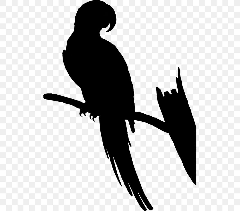 Macaw Clip Art Beak Silhouette Fauna, PNG, 523x720px, Macaw, Beak, Bird, Falconiformes, Fauna Download Free
