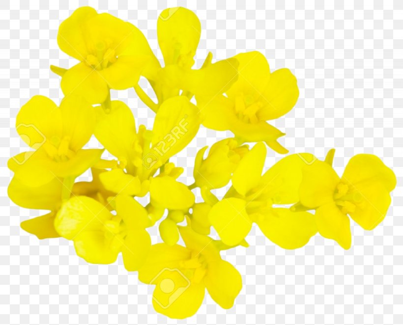 Rapeseed Flower Mustard Plant Brassica Oleracea, PNG, 1025x828px, Rapeseed, Banco De Imagens, Brassica, Brassica Oleracea, Cabbage Family Download Free