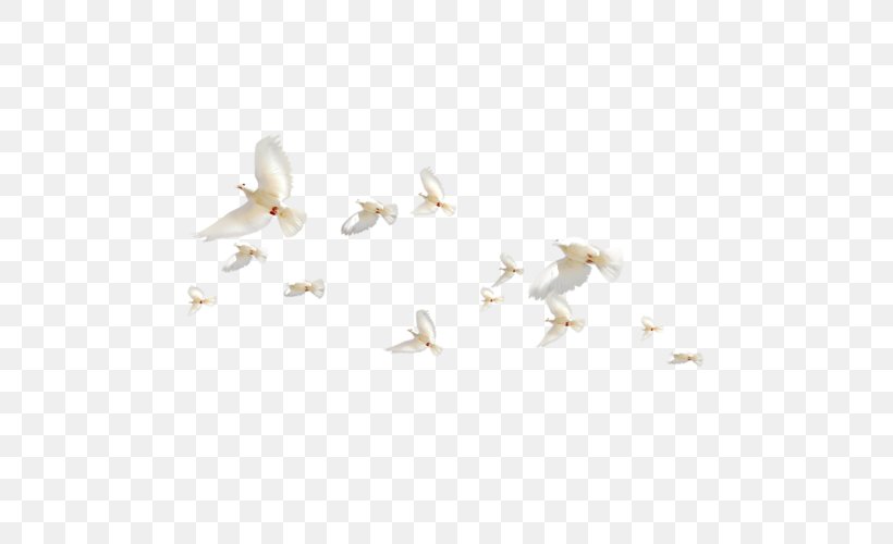 Bird Columbidae Flight Flock, PNG, 500x500px, Bird, Columbidae, Crop Milk, Flight, Flock Download Free