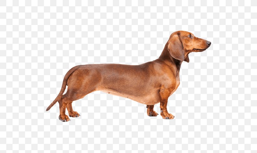 are alpine dachsbracke hypoallergenic