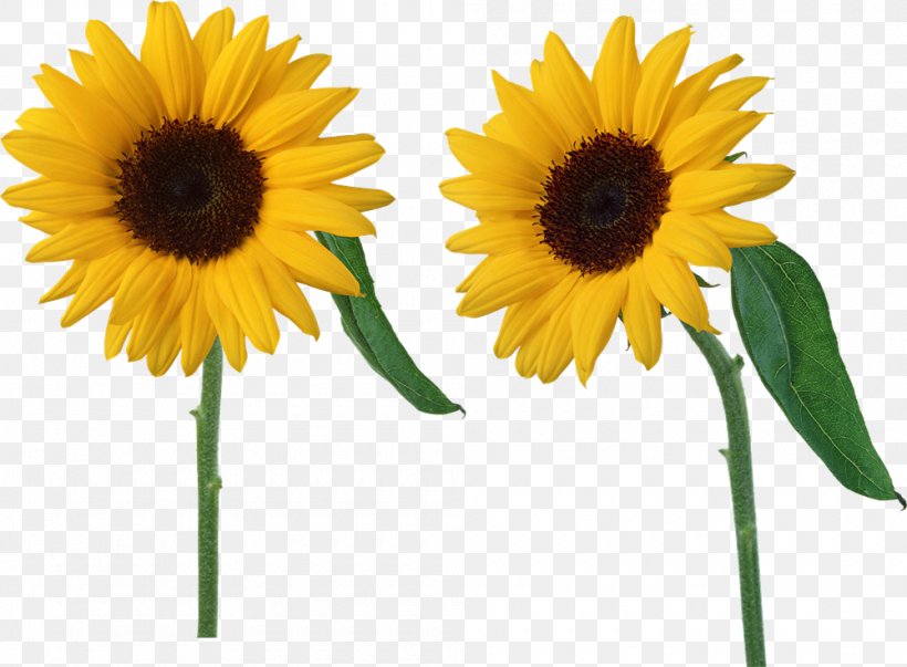 Clip Art Common Sunflower Image, PNG, 1000x736px, Common Sunflower, Can Stock Photo, Cut Flowers, Daisy Family, Flower Download Free