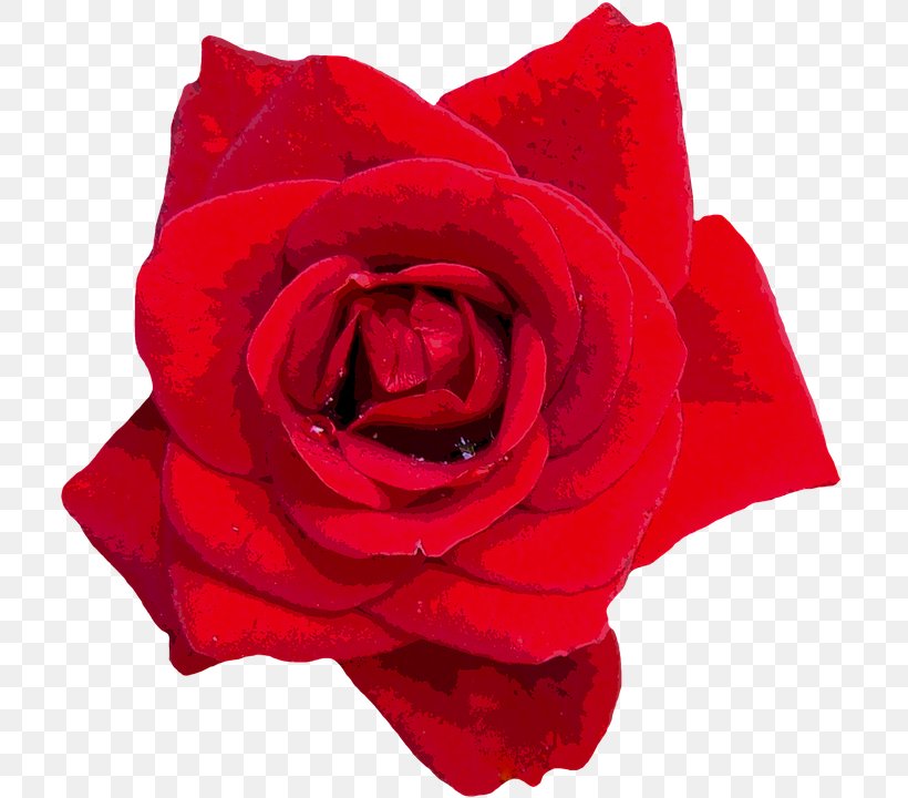 Rose Oil Flower, PNG, 713x720px, Rose, China Rose, Cut Flowers, Essential Oil, Floribunda Download Free