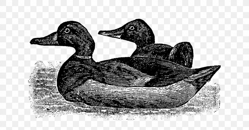 Mallard Goose Duck Beak White, PNG, 1106x581px, Mallard, Beak, Bird, Black And White, Duck Download Free