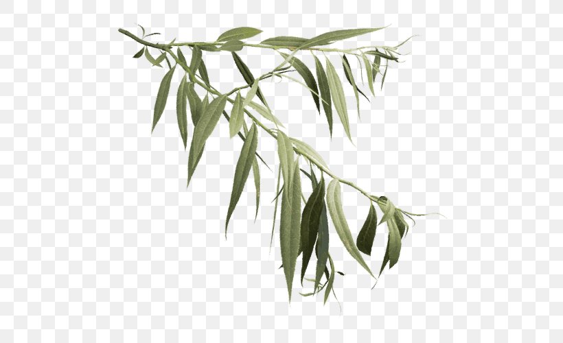 Salix Alba Askur Weeping Willow Tree Leaf, PNG, 500x500px, Salix Alba, Ash, Askur, Bamboo, Black And White Download Free