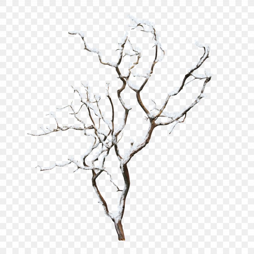 Christmas Tree Line Drawing, PNG, 2754x2754px, Tree, Birch, Botany, Branch, Christmas Tree Download Free