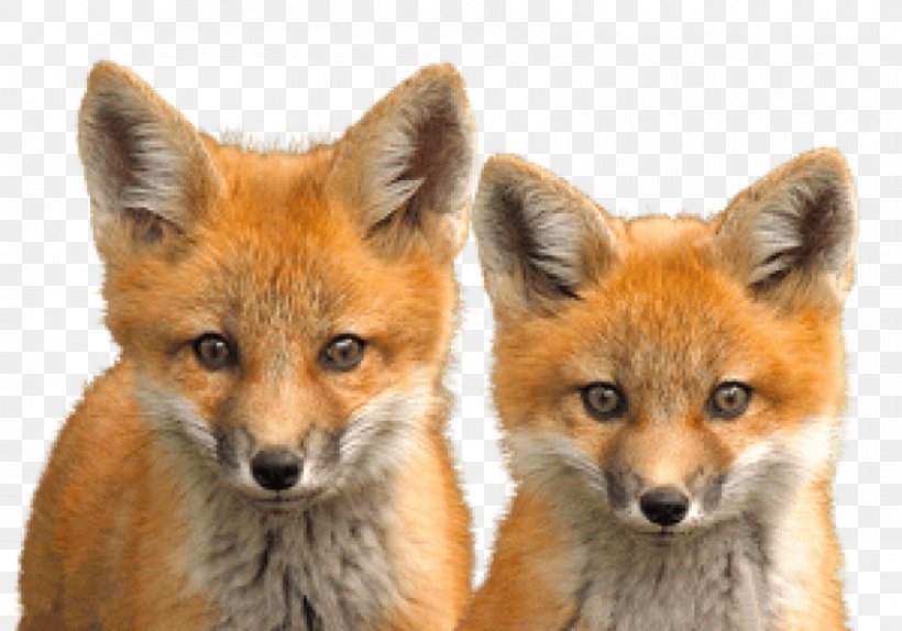 Fox, PNG, 850x595px, Fox, Dhole, Dog Breed, Dog Like Mammal, Fauna Download Free