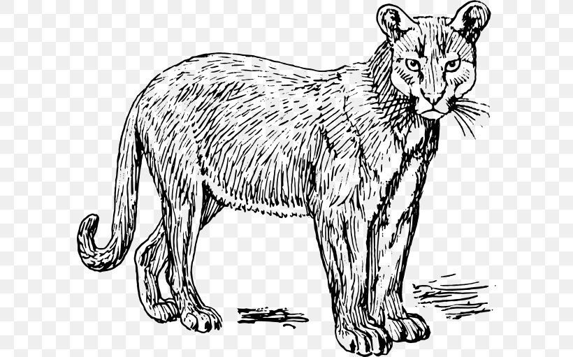 Cougar Puma Clip Art, PNG, 600x511px, Cougar, Animal Figure, Artwork, Big Cats, Black And White Download Free