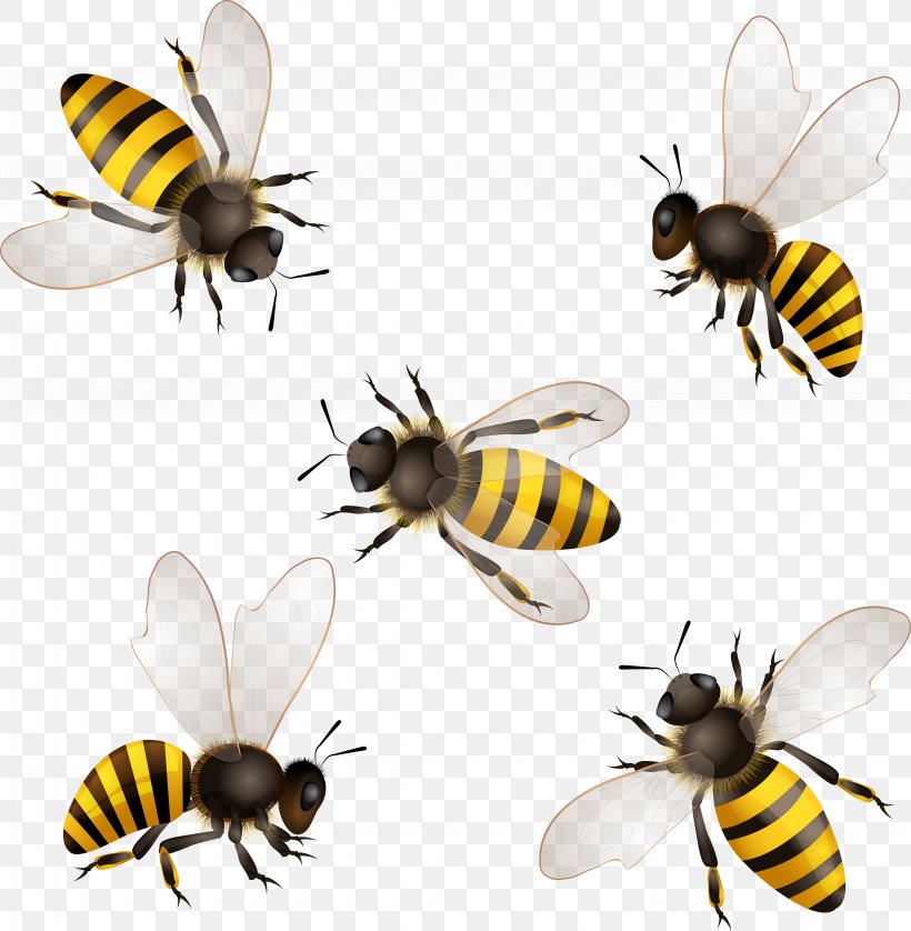 Honey Bee Insect Honeycomb, PNG, 4500x4600px, Bee, Arthropod, Beehive, Bumblebee, Fly Download Free