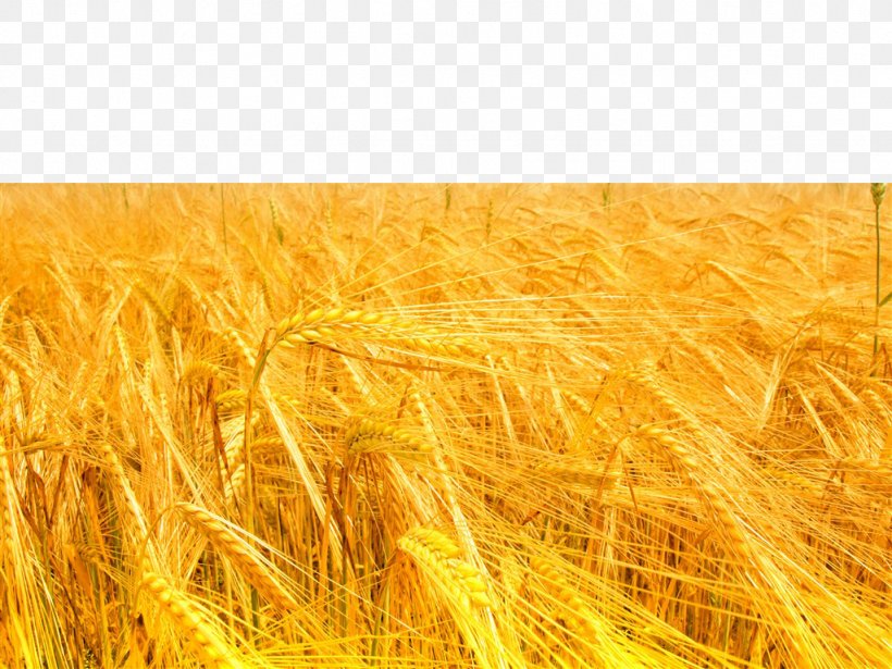Light Yellow Color Wavelength, PNG, 1024x768px, Light, Agriculture, Barley, Blue, Cereal Download Free