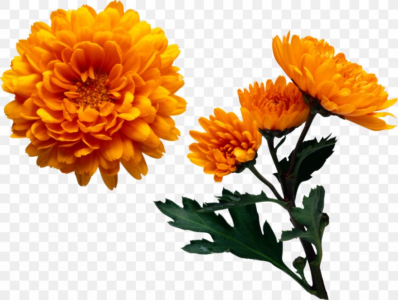 Chrysanthemum Color Flower Yellow Clip Art, PNG, 1280x968px, Chrysanthemum, Annual Plant, Aster, Calendula, Chrysanths Download Free