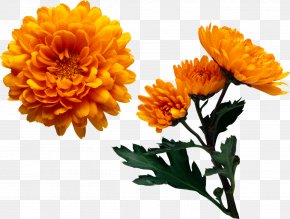 Yellow Flower Pot Images Yellow Flower Pot Transparent Png Free Download