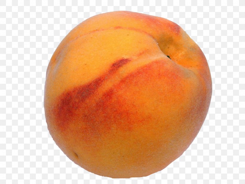 Peach Apricot Chilling Requirement Fruit Tree Monilinia Fructicola, PNG, 1280x960px, Peach, Apricot, Augusta, Bearing, Chilling Requirement Download Free