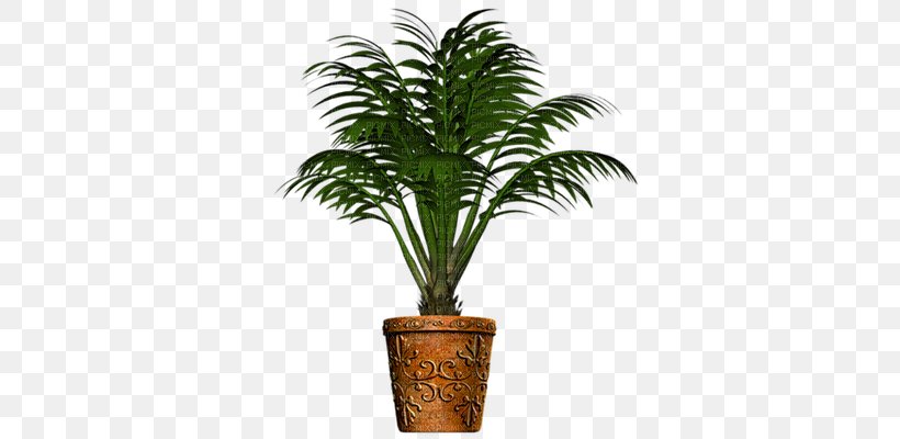 Phoenix Canariensis Date Palm Arecaceae Plant Clip Art, PNG, 350x400px, Phoenix Canariensis, Acoelorrhaphe Wrightii, Areca Palm, Arecaceae, Arecales Download Free