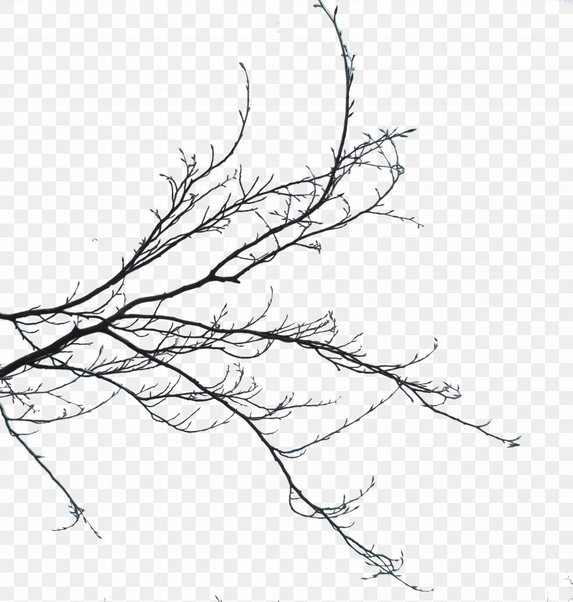 Twig Branch Bud Sketch Plant Stem, PNG, 3285x3456px, Twig, Artwork, Black And White, Branch, Bud Download Free