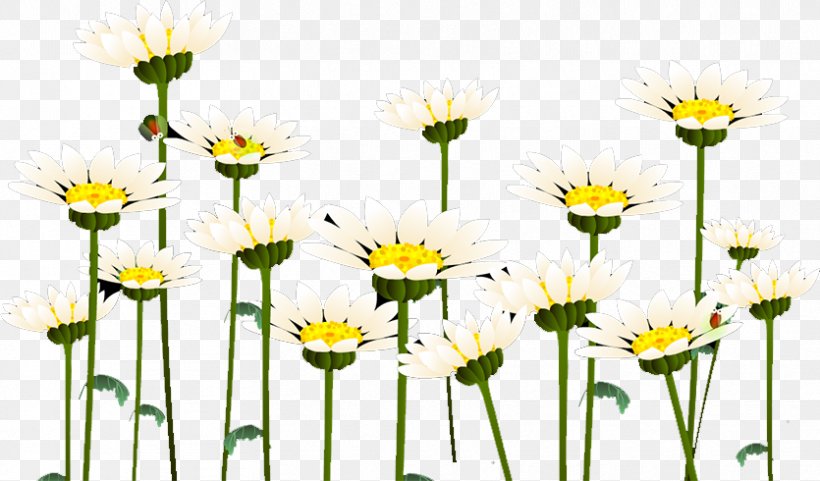 Common Daisy Roman Chamomile Oxeye Daisy Chrysanthemum Floral Design, PNG, 835x490px, Common Daisy, Chamaemelum, Chamaemelum Nobile, Chrysanthemum, Chrysanths Download Free