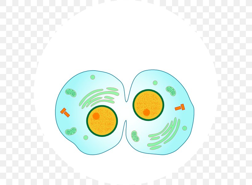 Mitosis Cytokinesis Cell Division Anaphase, PNG, 600x600px, Mitosis, Anaphase, Cell, Cell Cycle, Cell Division Download Free