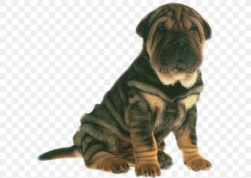 Shar Pei Clip Art, PNG, 589x583px, Shar Pei, Animation, Bullmastiff, Carnivoran, Companion Dog Download Free