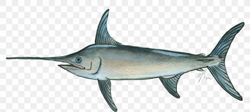 Swordfish Marlin Thunnus Milkfish, PNG, 1664x749px, Swordfish, Animal Figure, Atlantic Blue Marlin, Billfish, Bony Fish Download Free