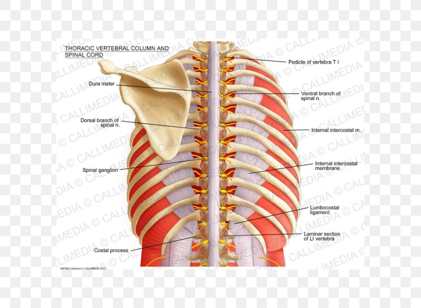 Vertebral Column Spinal Cord Thoracic Vertebrae Anatomy Spinal Nerve, PNG, 600x600px, Watercolor, Cartoon, Flower, Frame, Heart Download Free