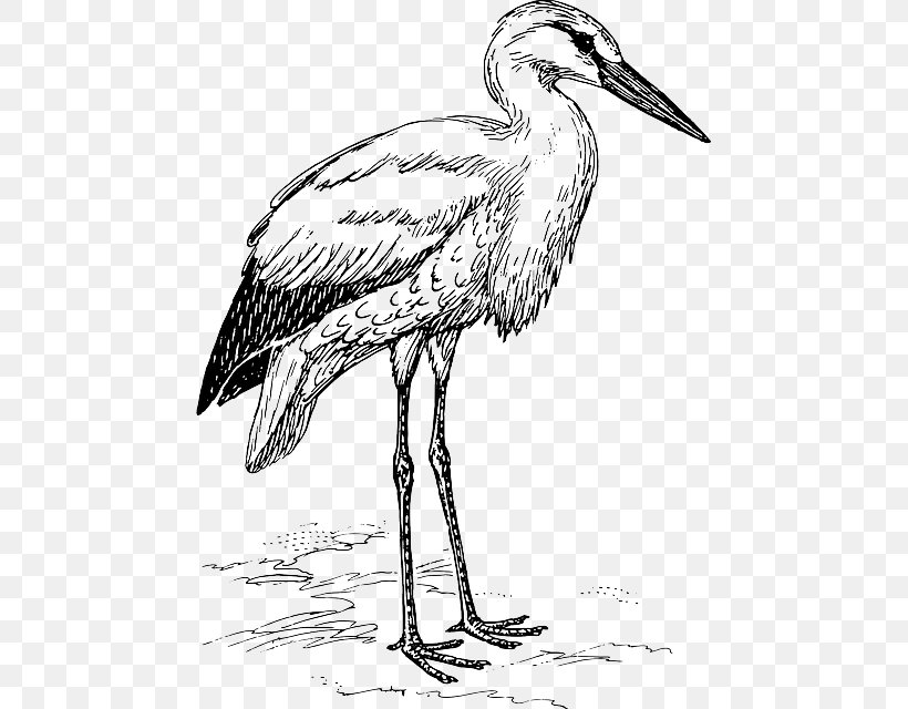 White Stork Heron Bird Clip Art, PNG, 465x640px, White Stork, Art, Beak, Bird, Black And White Download Free