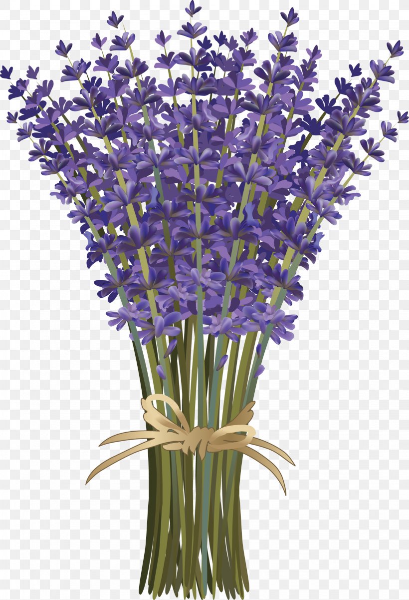 Lavandula Dentata French Lavender Flower Bouquet Botanical Illustration, PNG, 1637x2399px, Lavandula Dentata, Botanical Illustration, Color, Cut Flowers, English Lavender Download Free