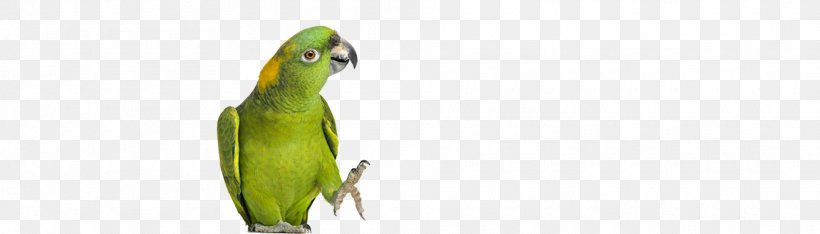 Macaw Parakeet Feather Beak Pet, PNG, 1920x550px, Macaw, Beak, Bird, Common Pet Parakeet, Fauna Download Free