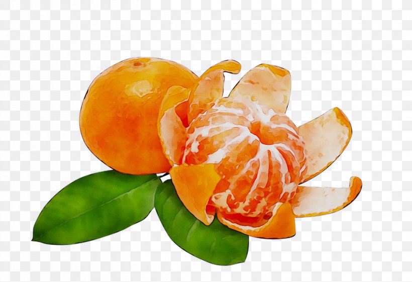 Mandarin Orange Tangerine Grapefruit Tangelo, PNG, 1524x1044px, Mandarin Orange, Bitter Orange, Citrus, Clementine, Flower Download Free