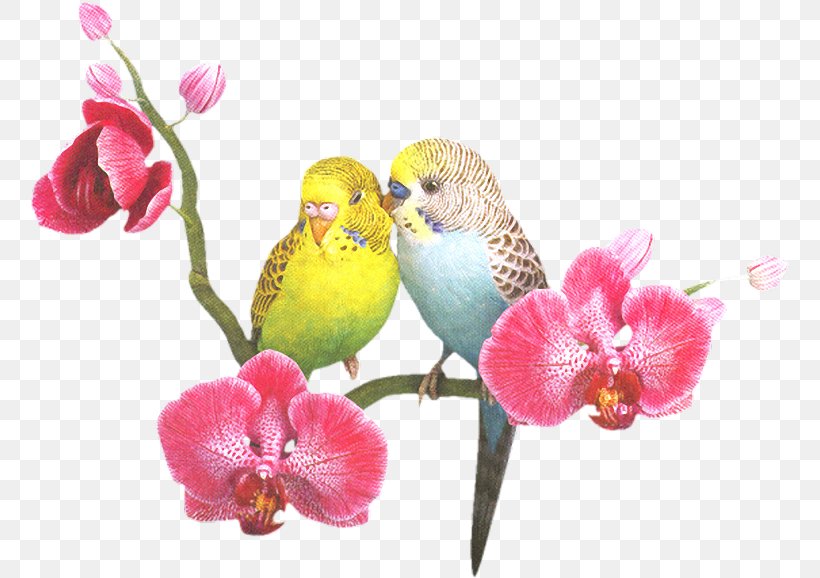 Parrots Of New Guinea Bird Clip Art, PNG, 760x578px, Parrots Of New Guinea, Beak, Bird, Blossom, Common Pet Parakeet Download Free