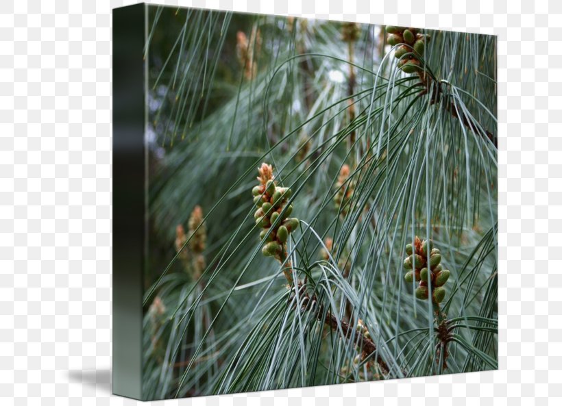 Pine Vegetation Spruce Fir Biome, PNG, 650x593px, Pine, Biome, Branch, Casuarina, Conifer Download Free