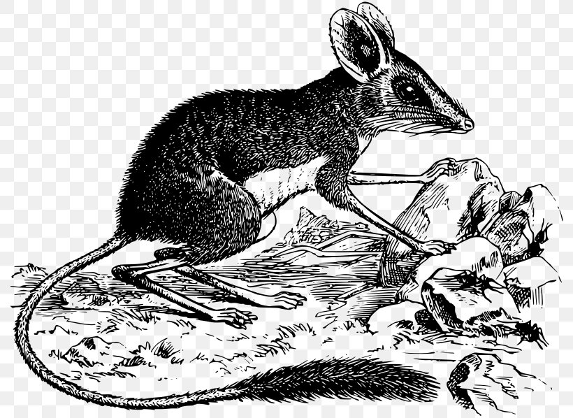 Rodent Macropodidae Rat Kangaroo Marsupial, PNG, 800x598px, Rodent, Animal, Black And White, Carnivoran, Dog Like Mammal Download Free