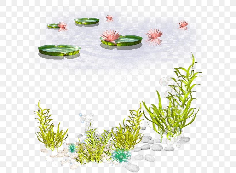 Algae Seaweed Clip Art, PNG, 600x600px, Algae, Aquarium Decor, Aquatic Plant, Coral, Flora Download Free