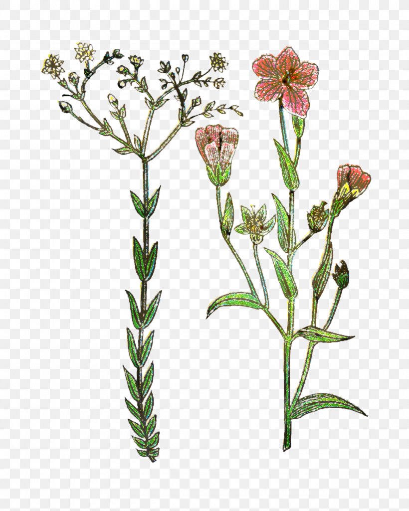Clip Art Plant Stem Plants Herbaceous Plant, PNG, 1280x1600px, Plant Stem, Botany, Cut Flowers, Flower, Flowering Plant Download Free