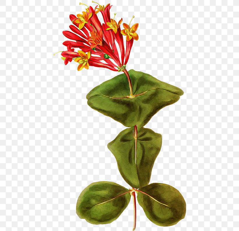 Flower Plant Leaf Houseplant Terrestrial Plant, PNG, 458x793px, Flower, Anthurium, Flowerpot, Honeysuckle, Houseplant Download Free
