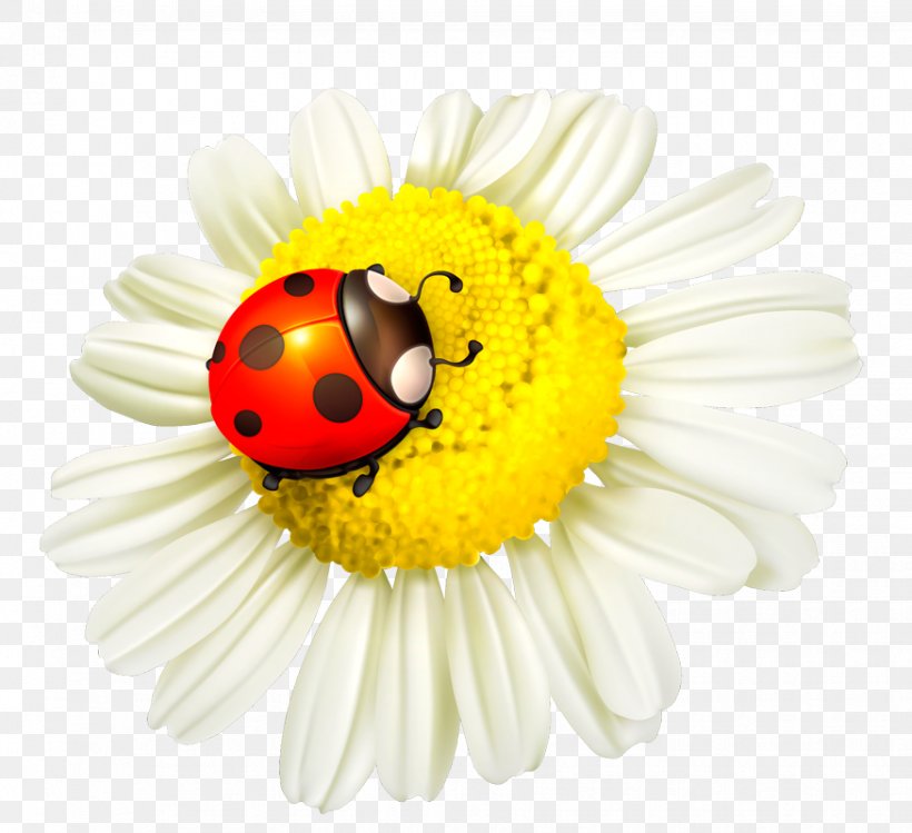 Ladybird Beetle Flower Insect Clip Art, PNG, 875x800px, Ladybird Beetle, Beetle, Close Up, Common Daisy, Computer Download Free