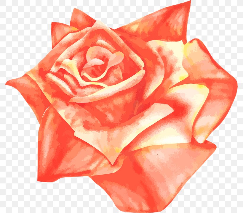Wedding Invitation Garden Roses Flower, PNG, 785x720px, Wedding Invitation, Blossom, Bridal Shower, Close Up, Cut Flowers Download Free